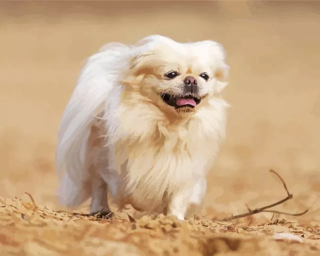pekingese dog Diamond Paintings Pekingese Dog Diamond Painting