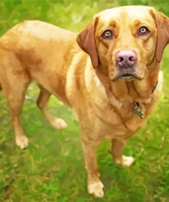 Red Fox Labrador Diamond Painting