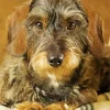 Wire Haired Dachshund Diamond Painting