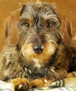 Wire Haired Dachshund Diamond Painting