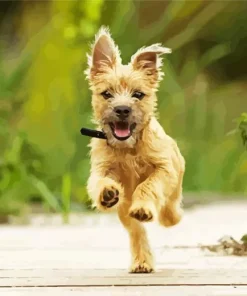 Blonde Cairn Terrier Diamond Painting