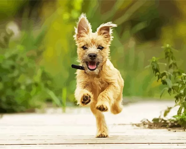 Blonde cairn terrier Diamond By Numbers Blonde Cairn Terrier Diamond Painting