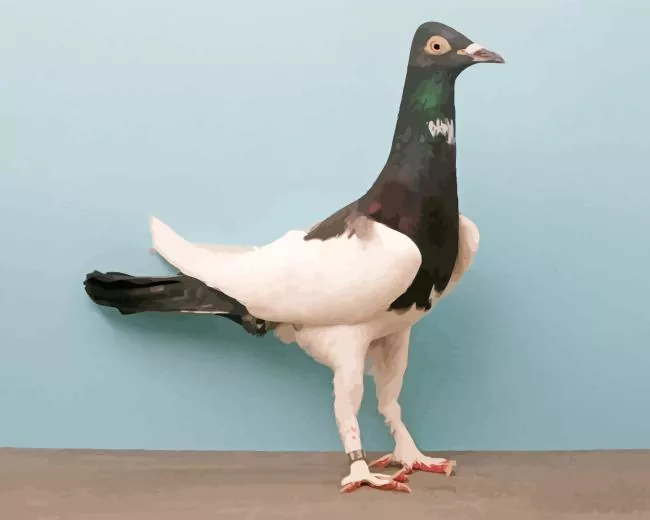 English Magpie pigeon Diamond By Numbers English Magpie Pigeon Diamond Painting