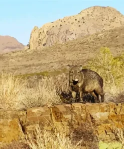 Peccary Animal Diamond Painting
