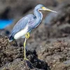 Tricolored Heron Diamond Painting