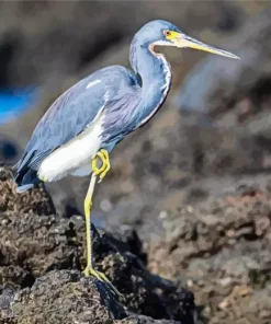 Tricolored Heron Diamond Painting