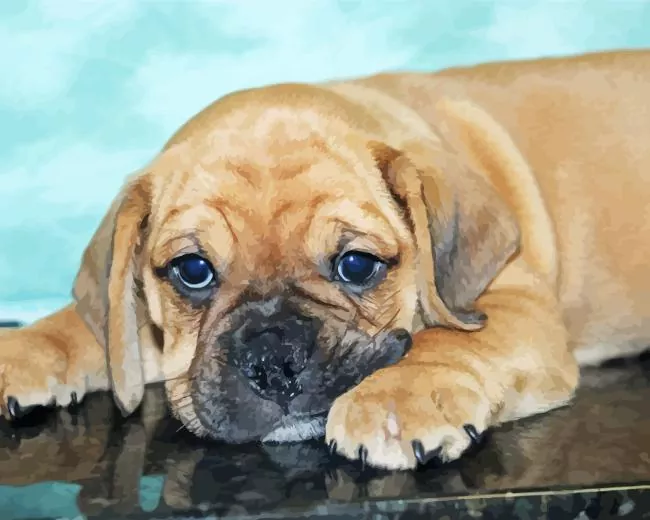bull puggle Diamond Paints Bull Puggle Diamond Painting