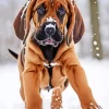 Cute Bloodhound Puppy Diamond Painting