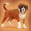 Cute Brown Boxer Dog Diamond Painting