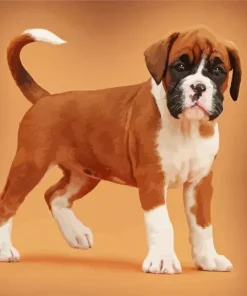 Cute Brown Boxer Dog Diamond Painting