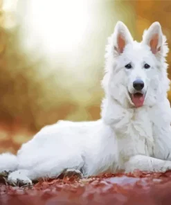 Fully White German Shepherd Diamond Painting
