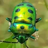 Green June Beetle Diamond Painting