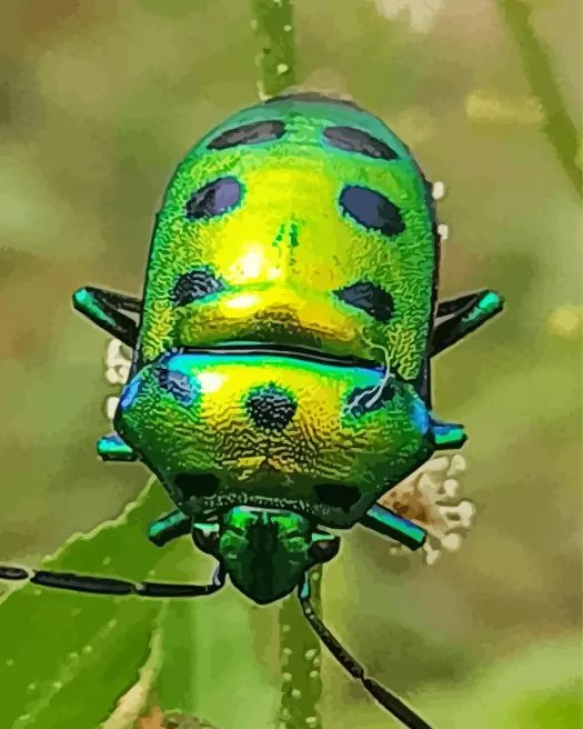 green june beetle Diamond By Numbers Green June Beetle Diamond Painting