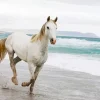 Horse Beach Diamond Painting
