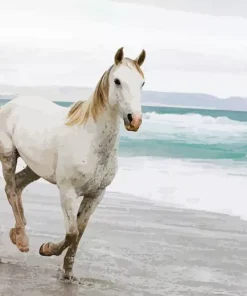 Horse Beach Diamond Painting