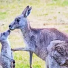 Kangaroo And Baby Diamond Painting
