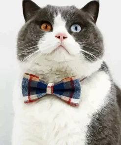 Kitten With Bowtie Diamond Painting