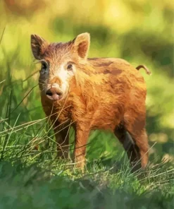 Little Baby Boar Diamond Painting