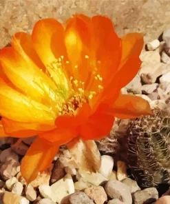 Lobivia Oxyalabastra Diamond Painting