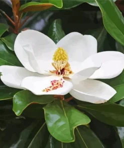 Magnolia Tree Diamond Painting