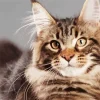 Maine Coon Cat Diamond Painting