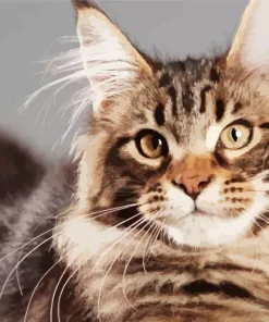 Maine Coon Cat Diamond Painting