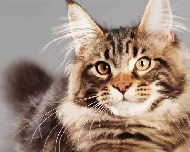 maine coon cat Diamond By Numbers Maine Coon Cat Diamond Painting