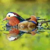 Mandarin Duck Diamond Painting