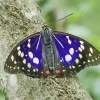 Purple Emperor Butterfly Diamond Painting