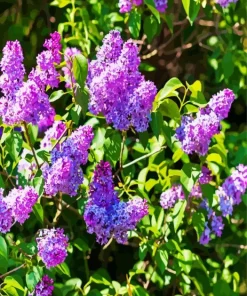 Purple Lilac Tree Diamond Painting
