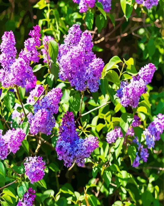 purple lilac tree Diamond By Numbers Purple Lilac Tree Diamond Painting