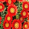 Red Gazania Big Kiss Diamond Painting