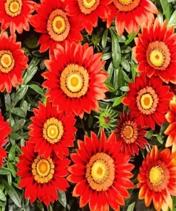 Red Gazania Big Kiss Diamond Painting