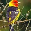 Western Tanager Bird Diamond Painting