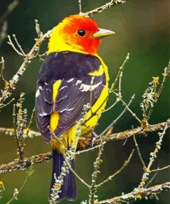 Western Tanager Bird Diamond Painting