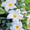 White Mandevilla Flowers Diamond Painting