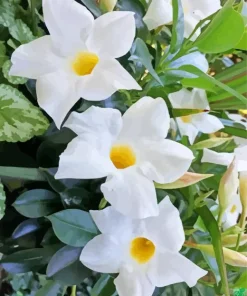 White Mandevilla Flowers Diamond Painting